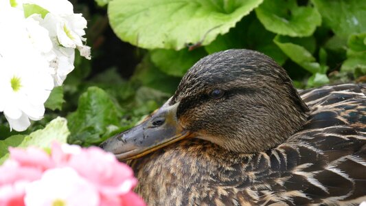 Duck animal world cute