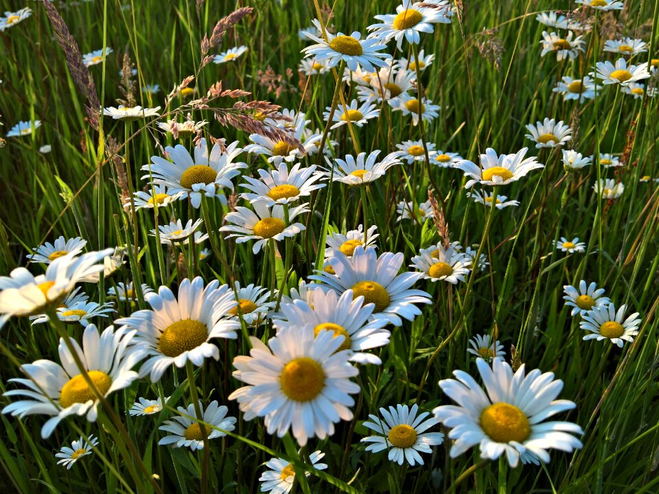 Summer flora hayfield