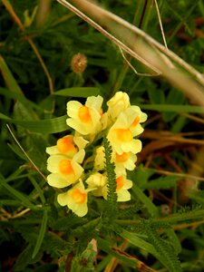 Forests nature flowers