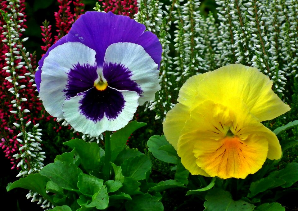 Plant nature garden