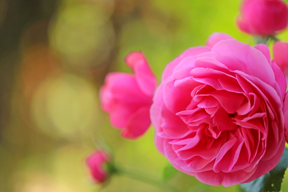 Petal garden rose photo