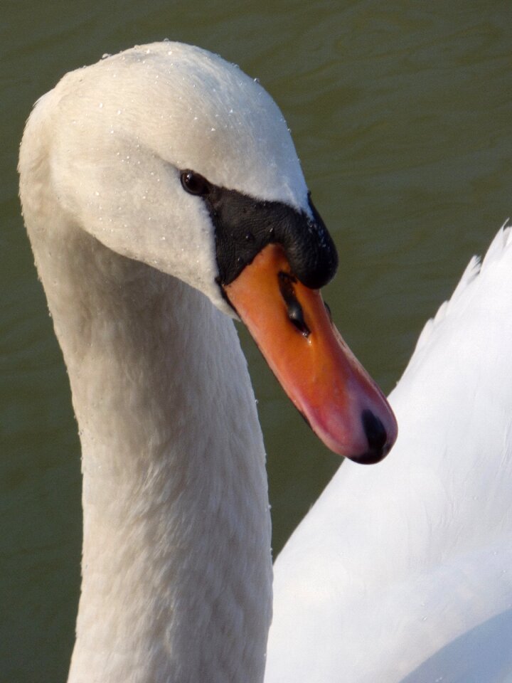 Nature beak pen
