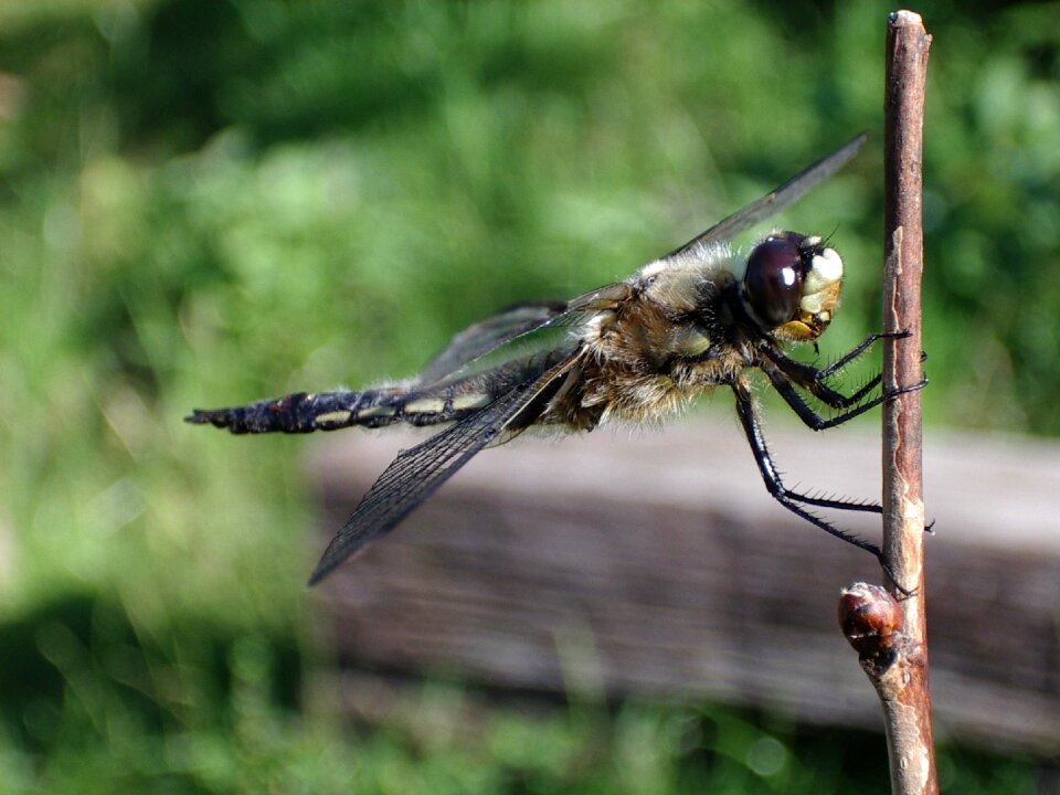Wing insect dragonfly