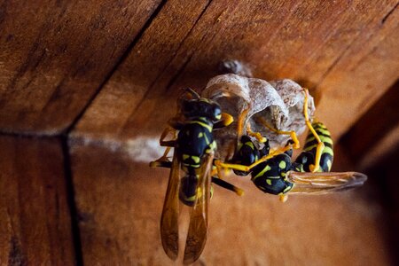 Wood wasp closeup photo