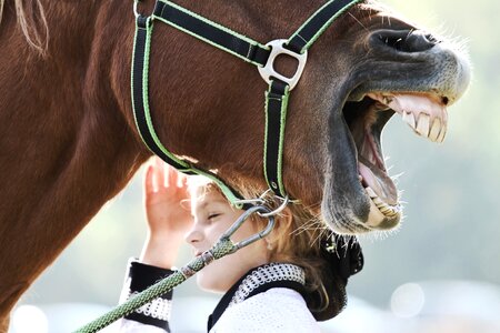 Animal funny nose horse