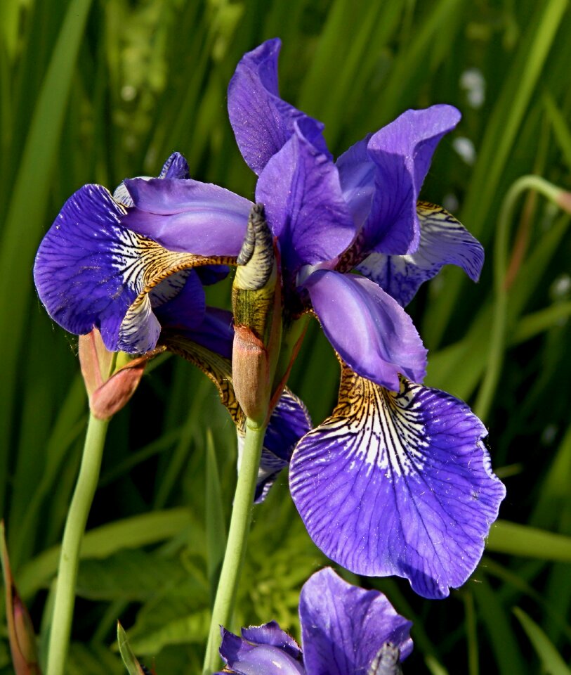 Flowers garden nature photo