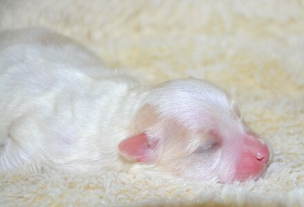 White coat new-born domestic animal
