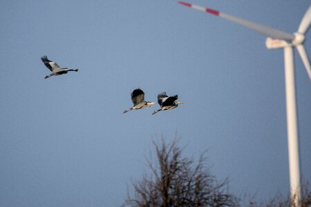 Bird migratory bird flying