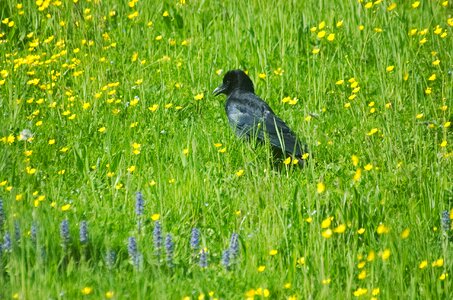 Raven bird bird meadow