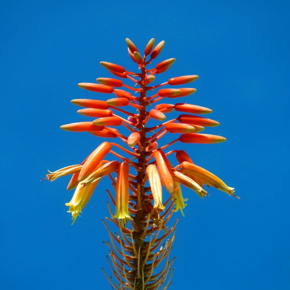 Plant nature tropical