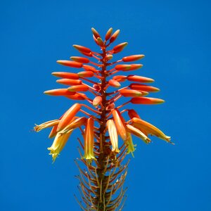 Plant nature tropical