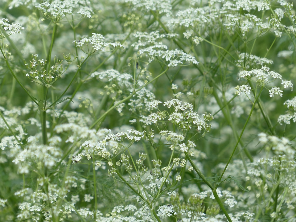 White wild temulum anthriscus sylvestris