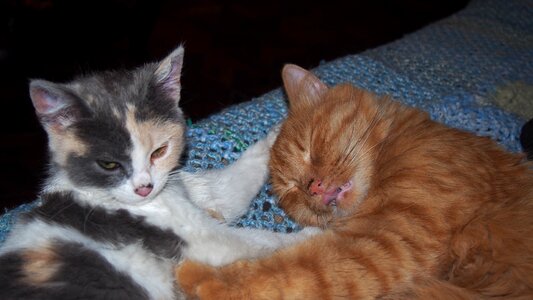 Animalia kitten pet