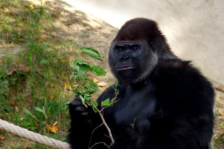 Mammal animal world ape