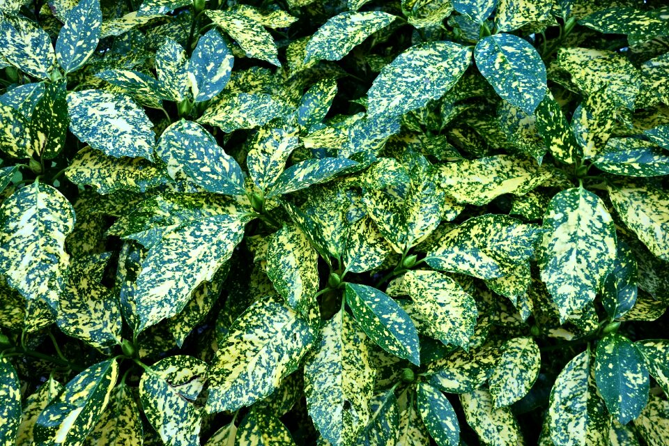 Evergreen colorful bright