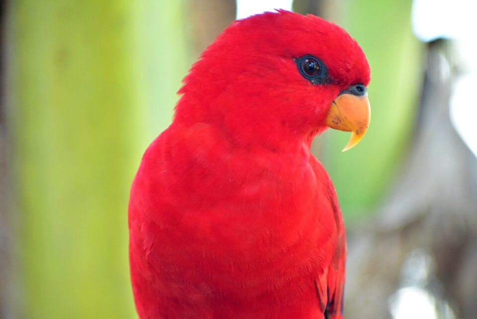 Bird moluccas amboina