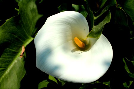 Flower garden outdoors