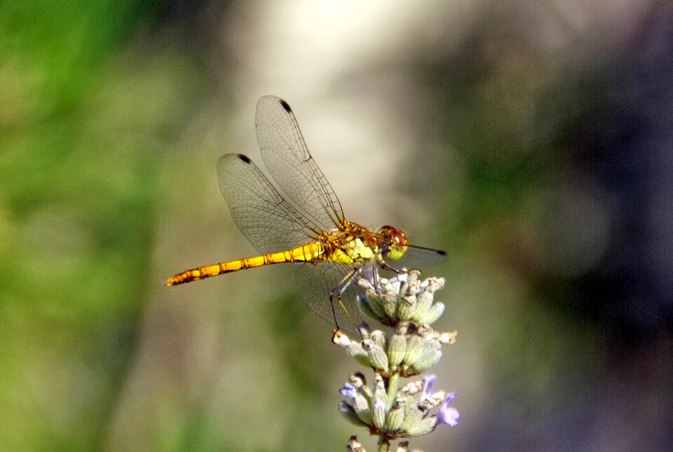 Wing dragonfly flying photo