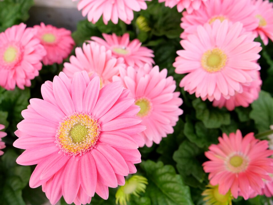 Petal floral blooming