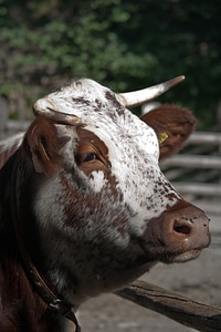 Horns head farm photo