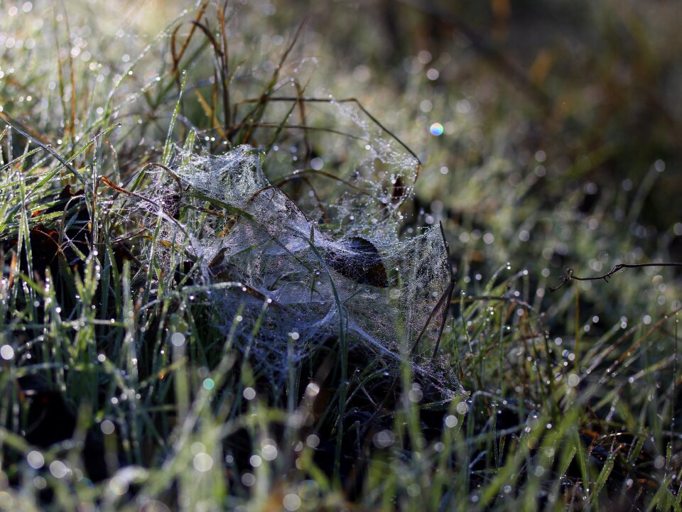 Grass frozen drops