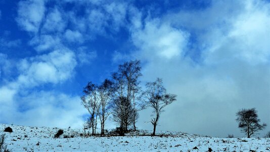 Tree season snow photo