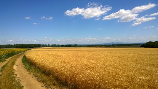 Barley the grain slovakia