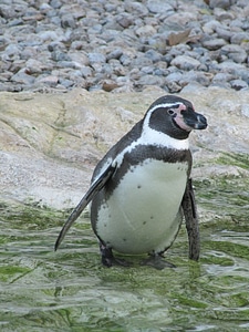 Animal world penguins animal