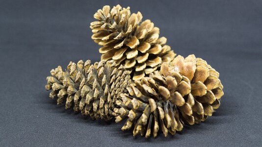 Flora decoration closeup