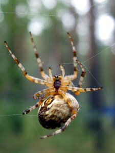 Insect spider web living nature photo