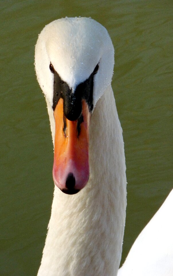 Body of water beak color