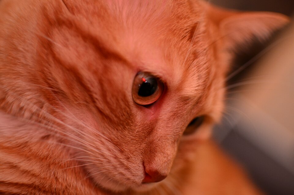 Portrait cat cute