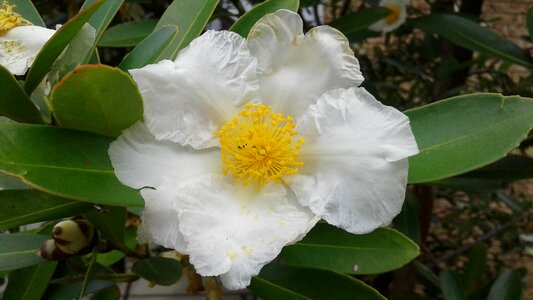 Flower garden flower's