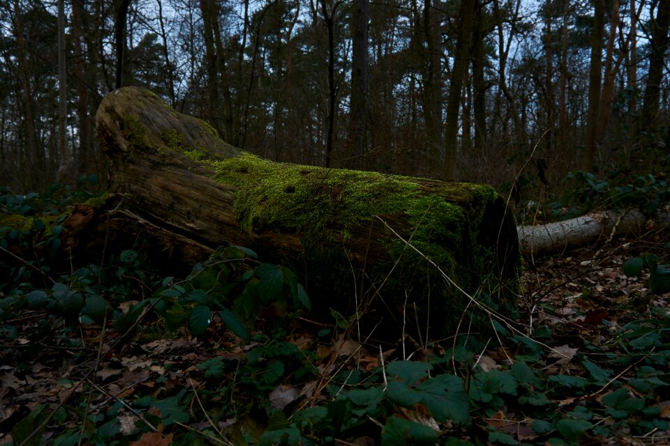 Landscape environment leaf