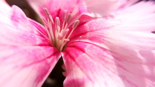 Garden petal