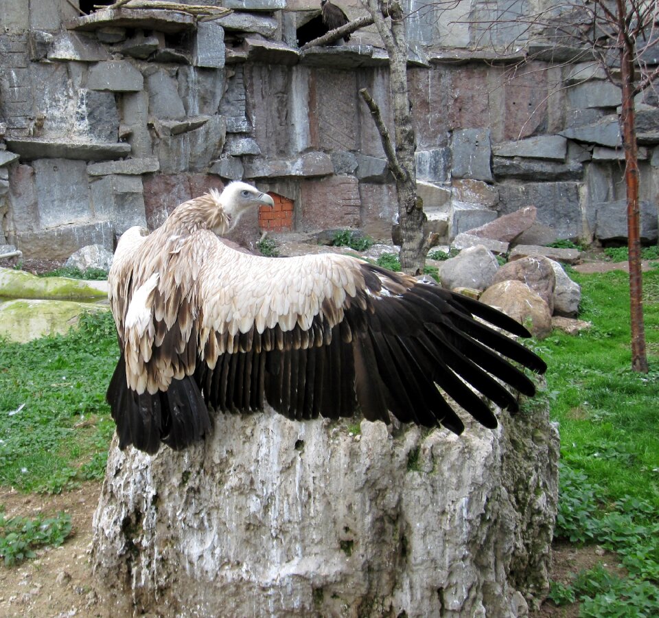 Bird of prey vulture wing