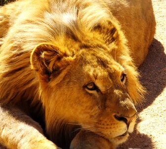 Wildlife carnivore
