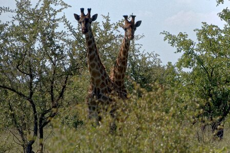 Africa kruger giraffe photo