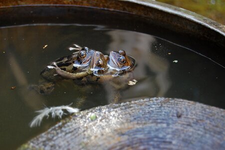 Frogs nature spawn photo