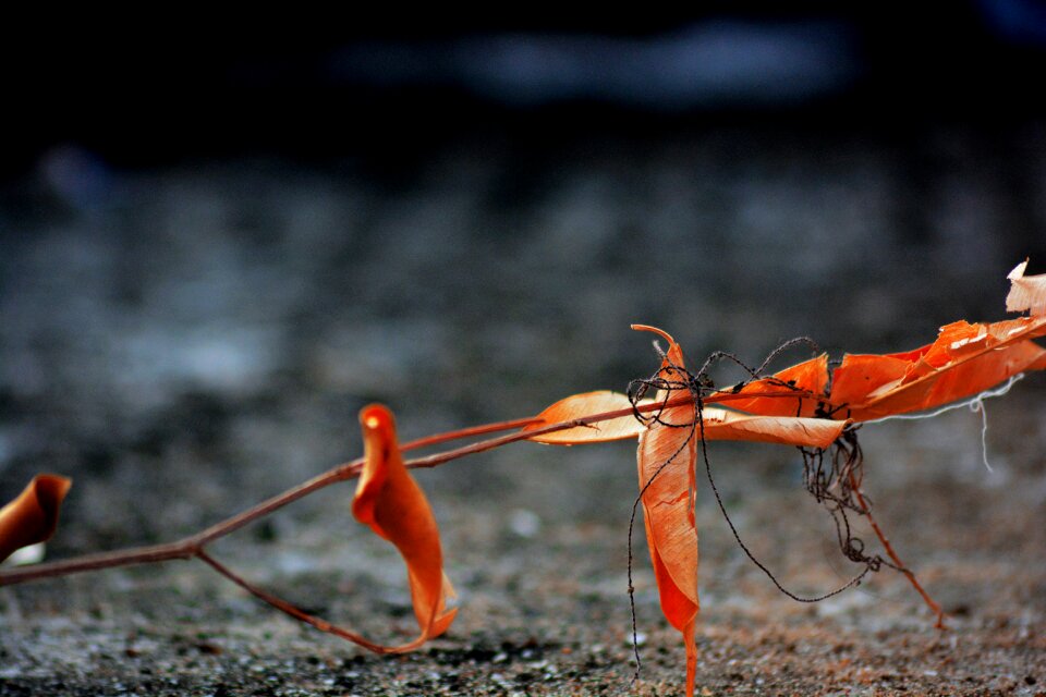Outdoors insect wild