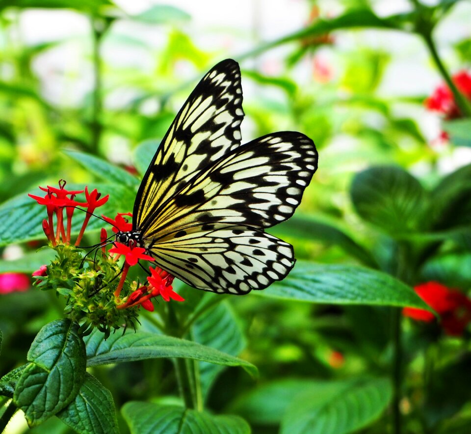 Wing summer flower