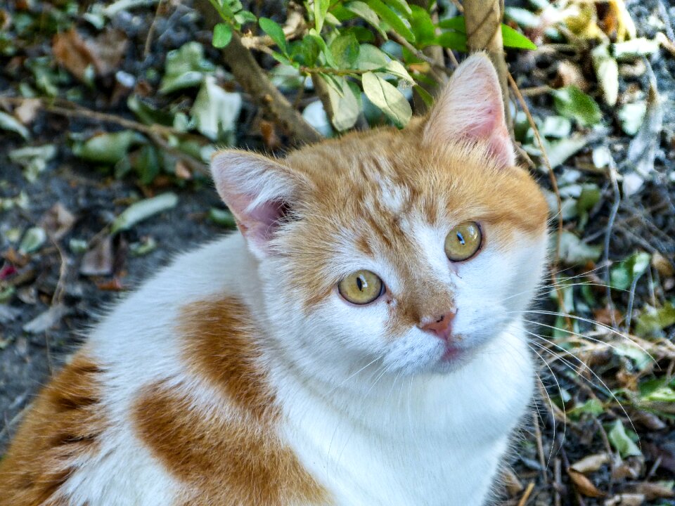 Cat mammal portrait