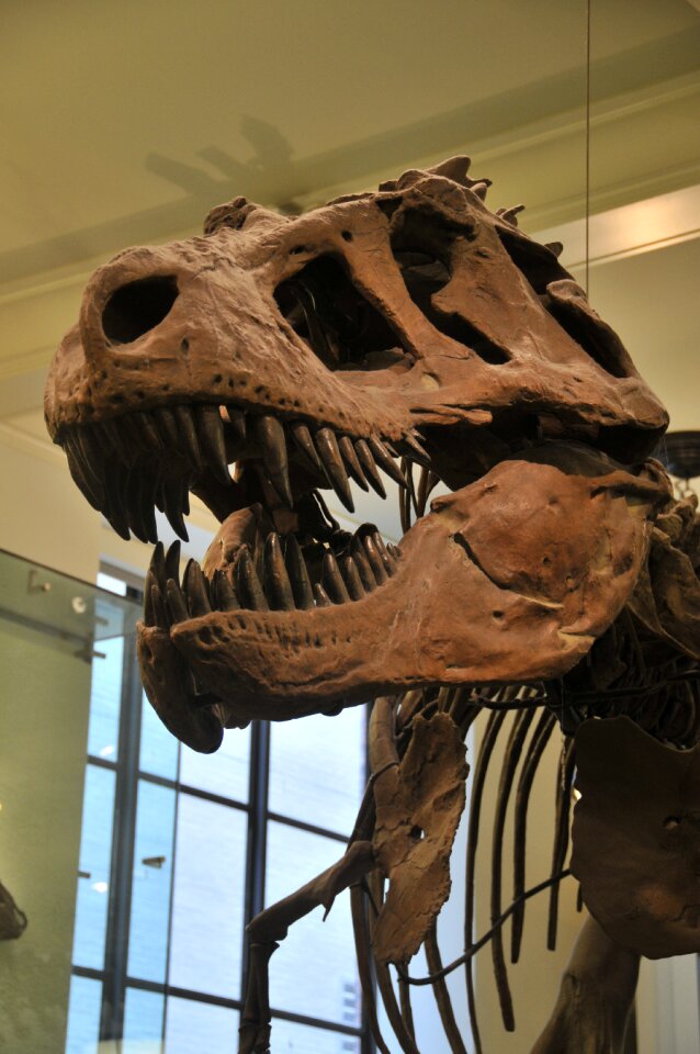 Tyrannosaurus new york museum