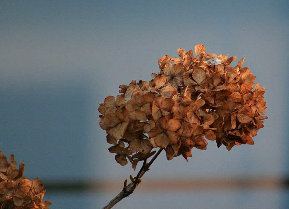 Plant dry hydrangea