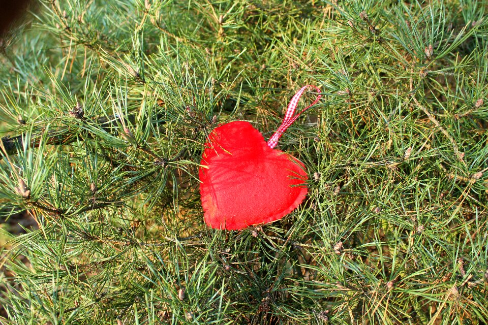 Red heart emotions nature