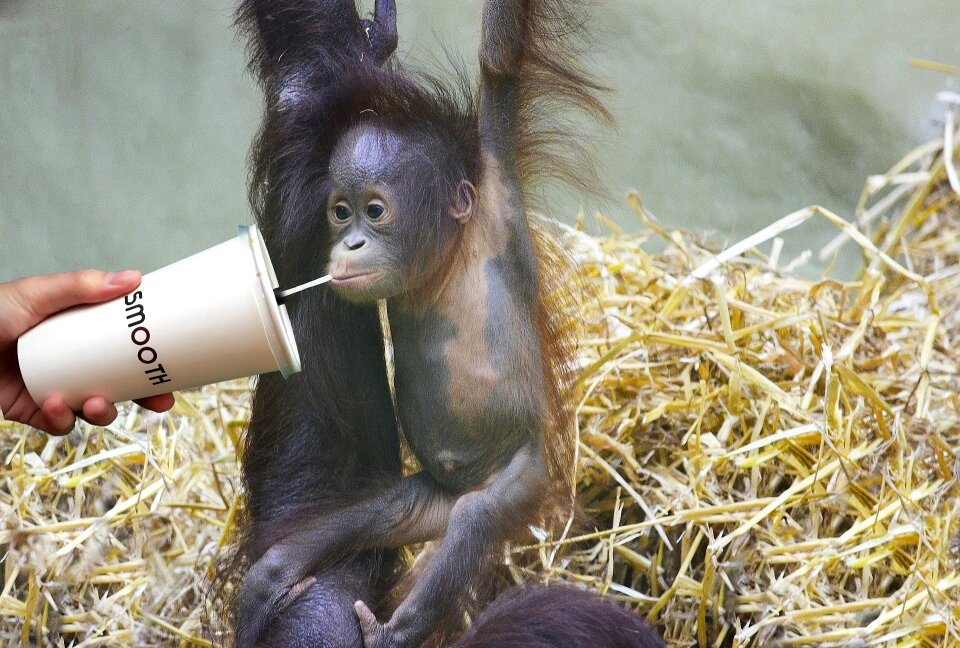 Animal small monkey