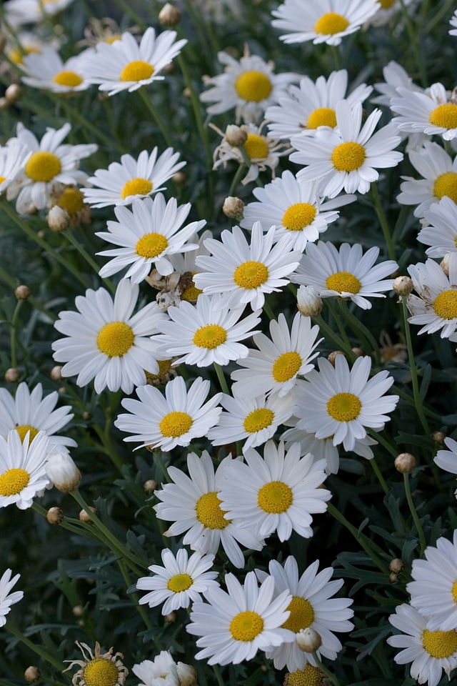 Daisies white beautiful