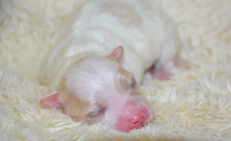 Cute domestic animal animal