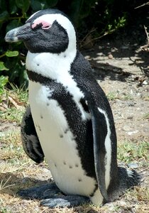 African penguin cape town