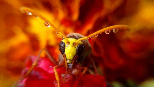Color insect flower